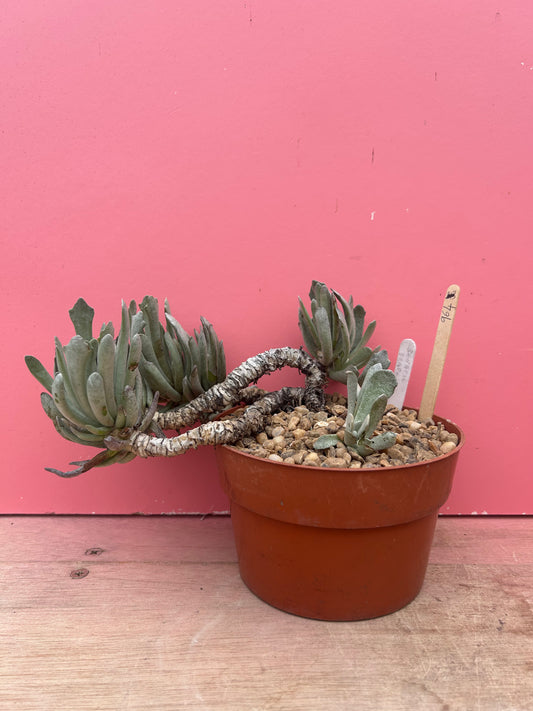 Senecio scaposus (964)
