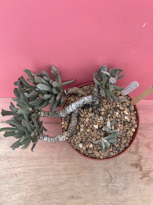 Senecio scaposus (964)