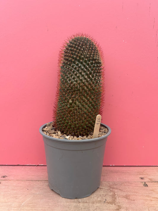 Mammilaria spinossima (966)