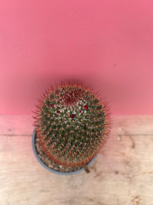 Mammilaria spinossima (966)