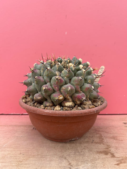 Thelocactus rinconensis in need of TLC (967)