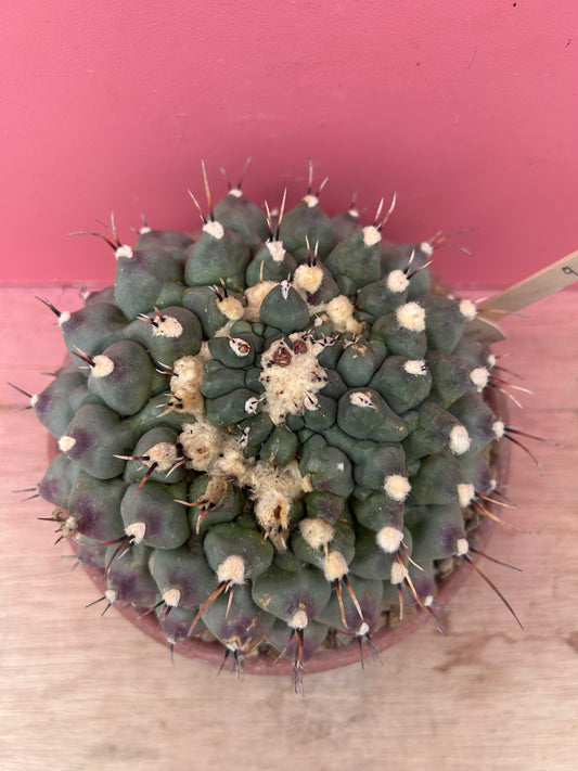 Thelocactus rinconensis in need of TLC (967)