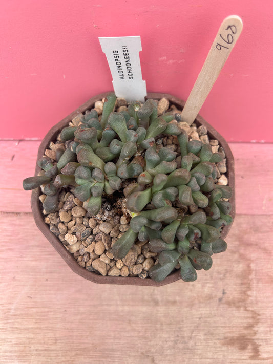 Aloinopsis schooneesii (968)