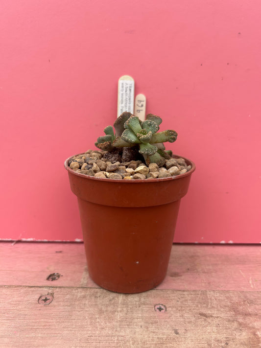 Titanopsis calcarea (969)
