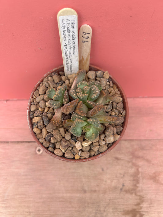 Titanopsis calcarea (969)