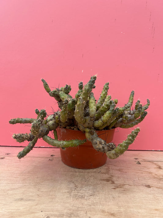 Maihueniopsis ovallei/glomerata (970)