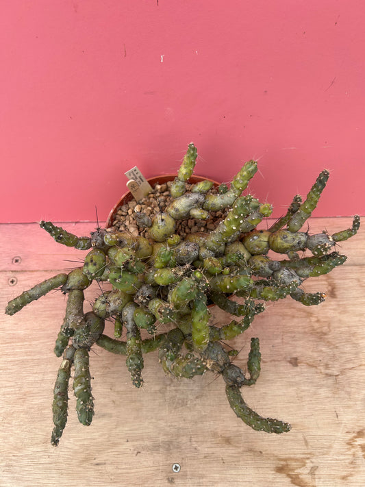 Maihueniopsis ovallei/glomerata (970)