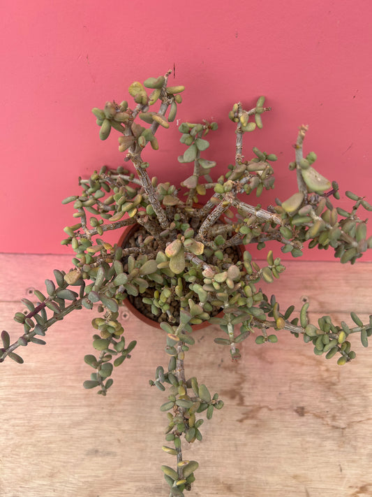 Oscularia species (971)