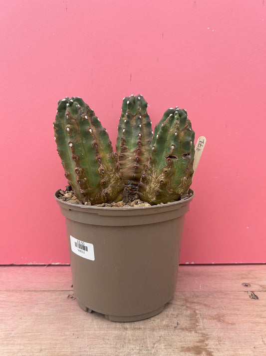 Echinopsis in need of adoption! (972)