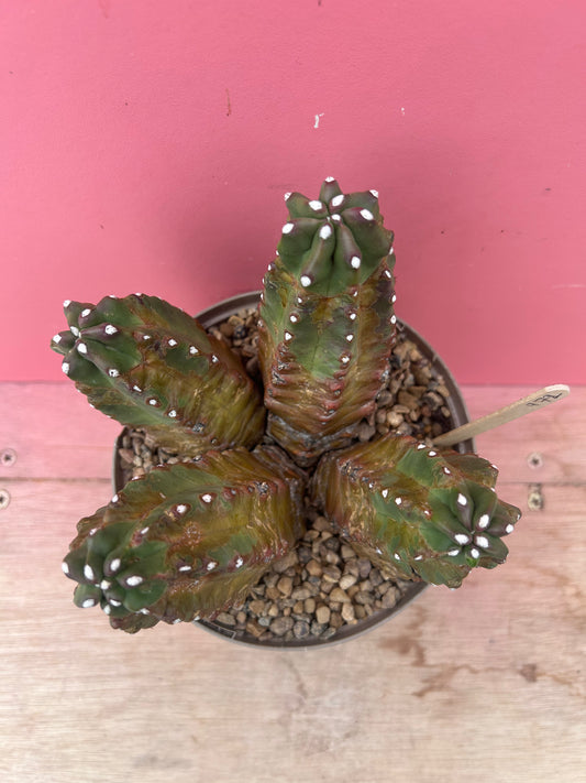 Echinopsis in need of adoption! (972)