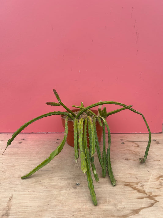Aporocactus flagelliformis 'Rat Tail Cactus' (973)
