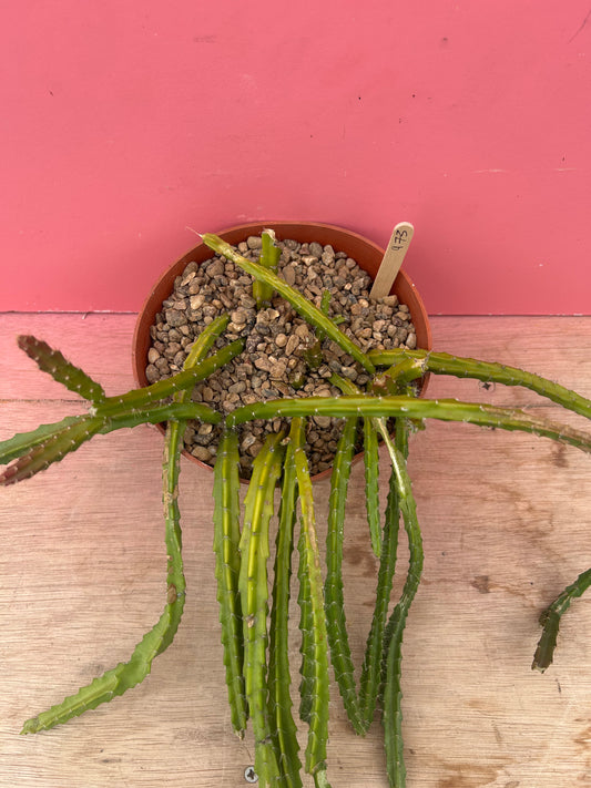Aporocactus flagelliformis 'Rat Tail Cactus' (973)