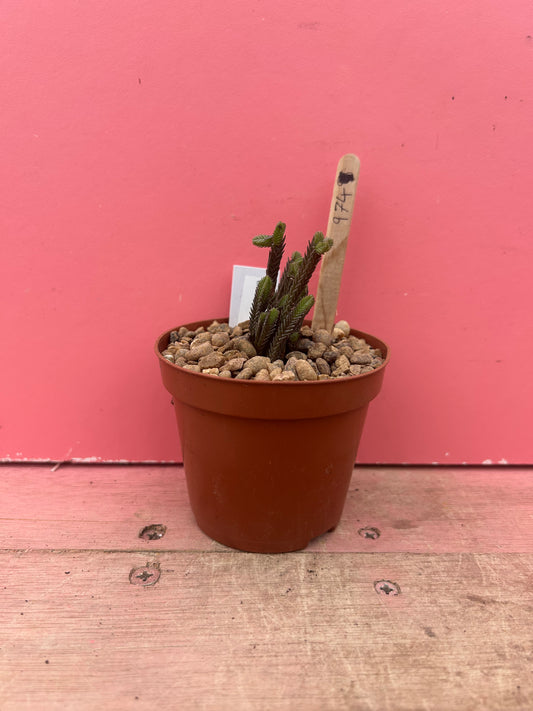 Crassula muscosa 'Watch Chain Plant' (974)