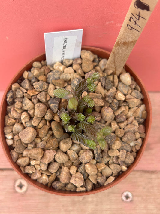Crassula muscosa 'Watch Chain Plant' (974)