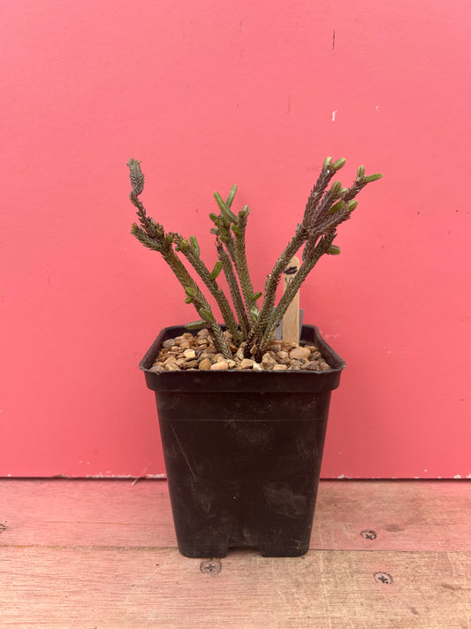 Crassula muscosa 'Watch Chain Plant' (975)