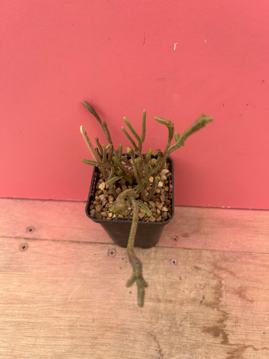 Crassula muscosa 'Watch Chain Plant' (976)