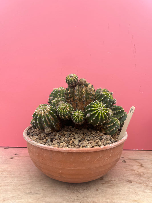 Echinopsis oxygona (978)