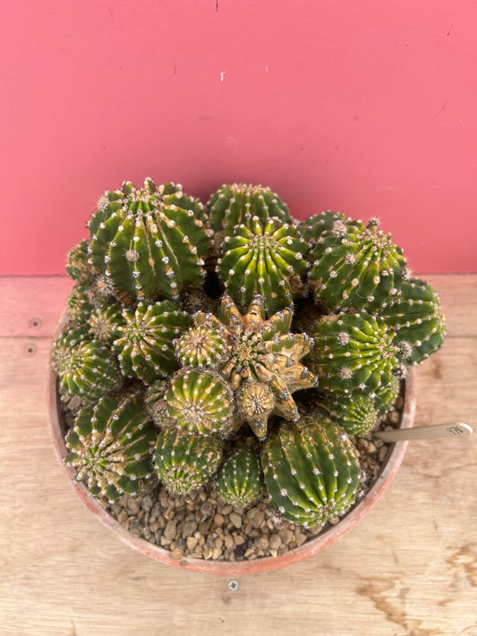 Echinopsis oxygona (978)