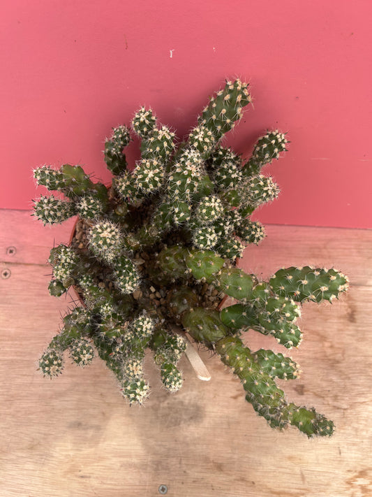 Corynopuntia vilis (979)