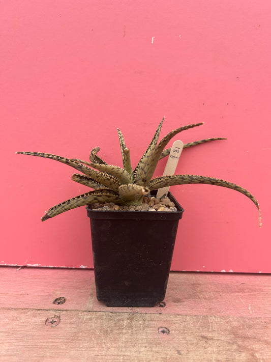 Aloe 'Lizard Lips' (981)