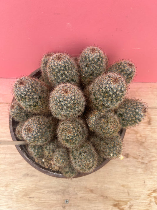 Mammillaria mathildae (982)