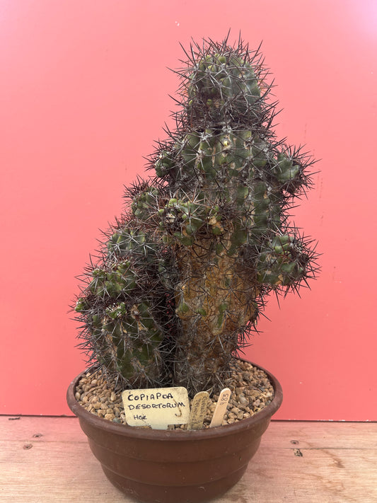 Copiapoa desertorum (983)