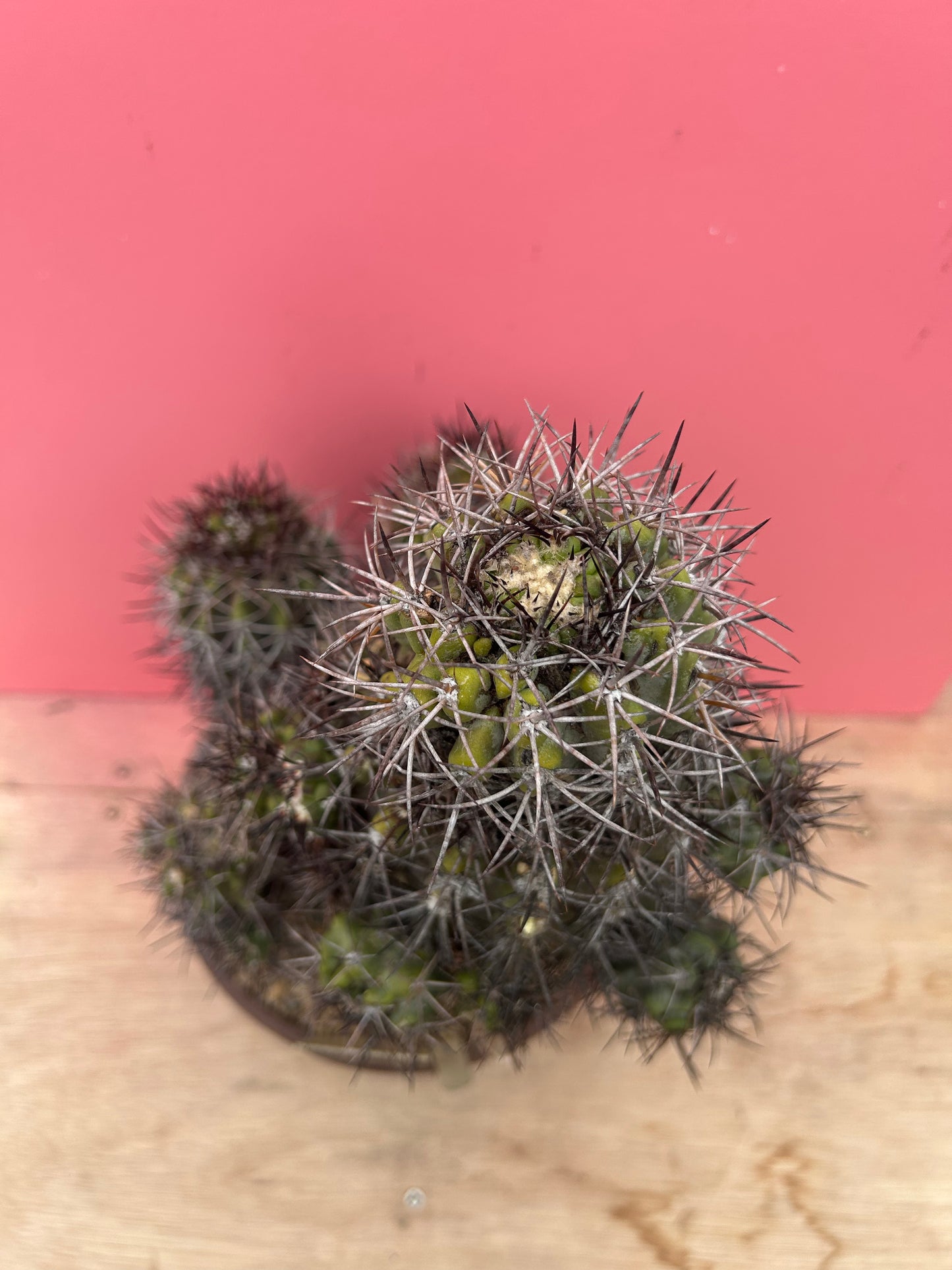 Copiapoa desertorum (983)