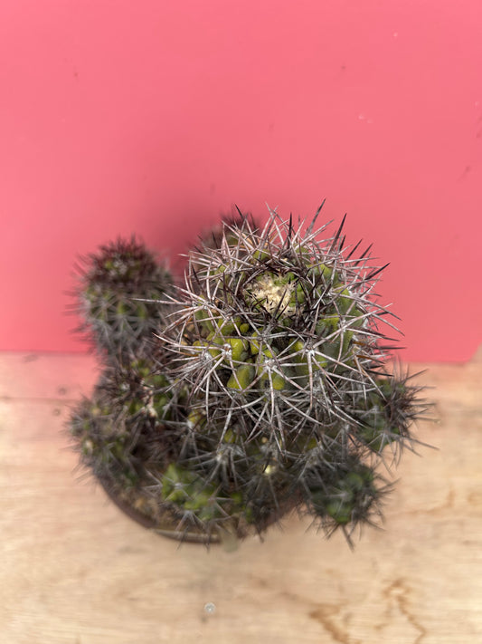 Copiapoa desertorum (983)
