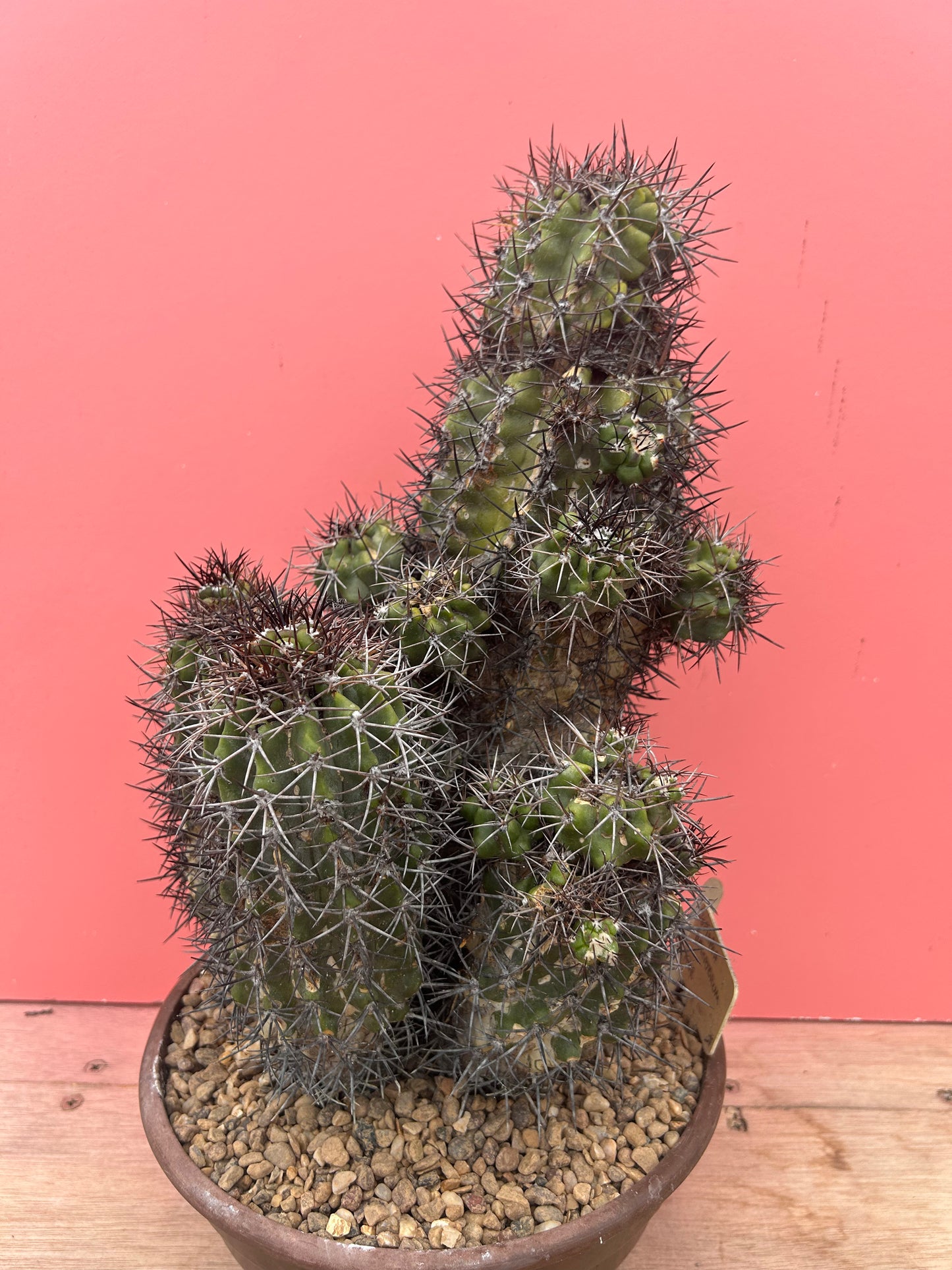 Copiapoa desertorum (983)