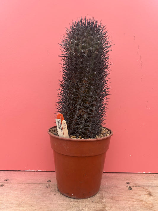 Neoporteria rapifera (984)