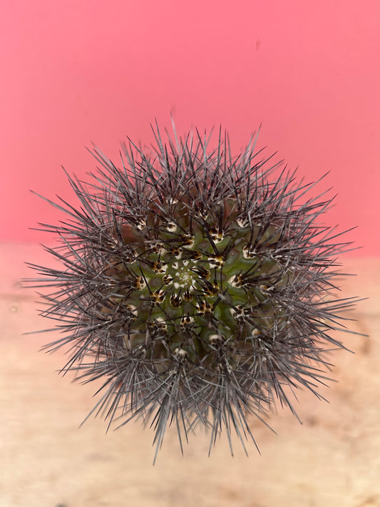 Neoporteria rapifera (984)
