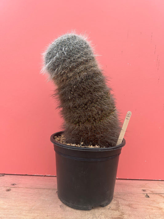 Mammilaria hahniana (985)