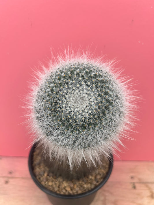 Mammilaria hahniana (985)