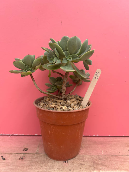 Aeonium dwarf species (986)