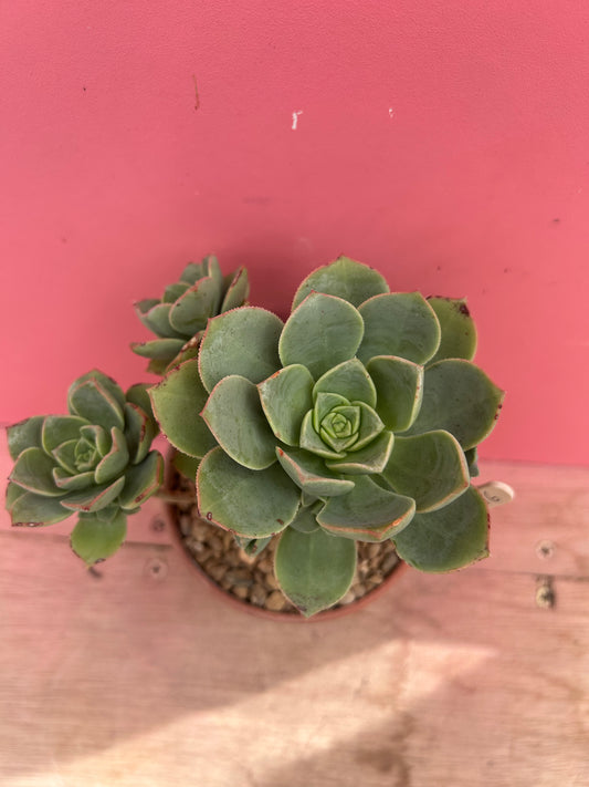Aeonium dwarf species (986)
