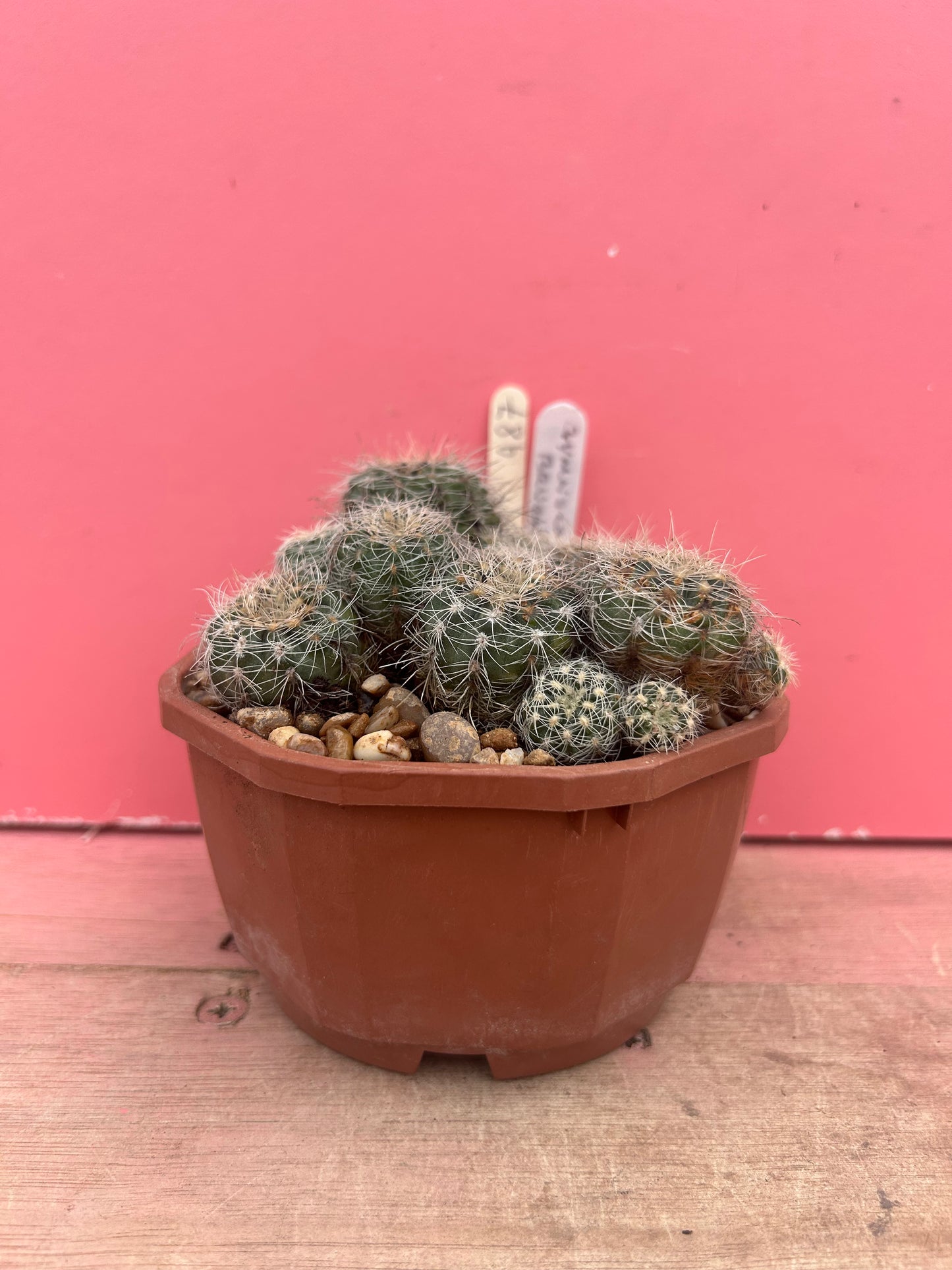 Gymnocalycium bruchii (987)