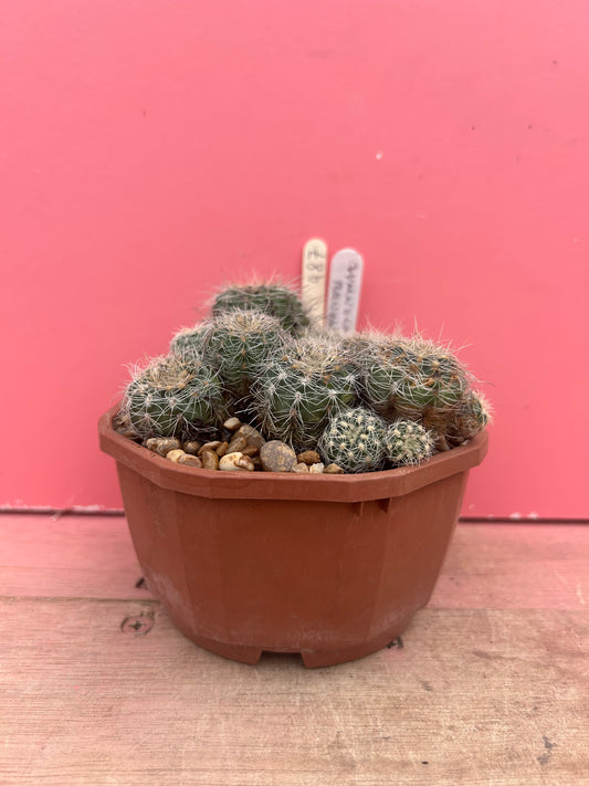 Gymnocalycium bruchii (987)