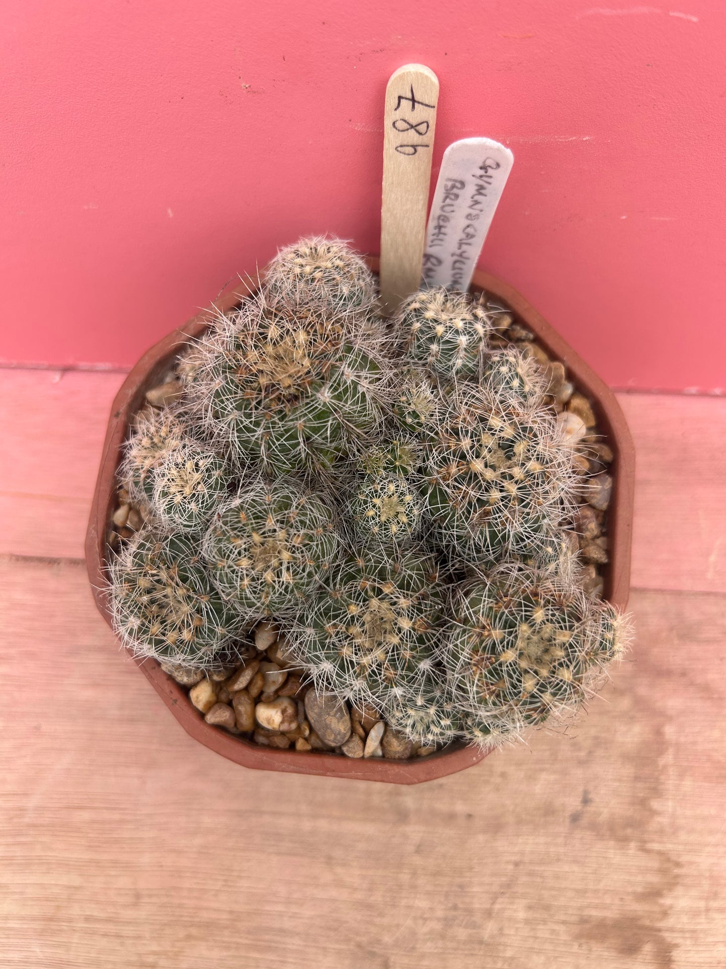 Gymnocalycium bruchii (987)