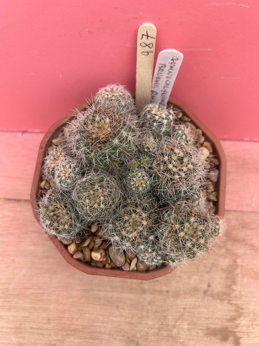 Gymnocalycium bruchii (987)