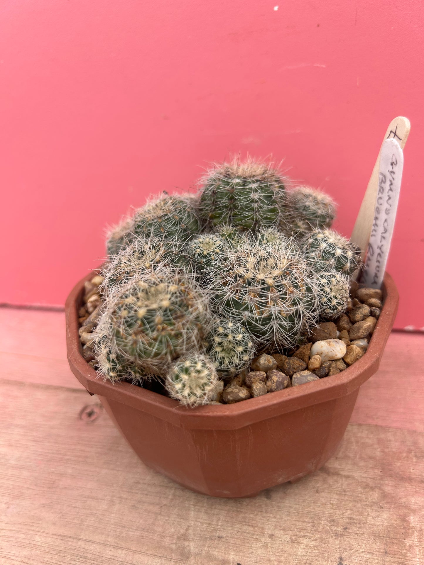 Gymnocalycium bruchii (987)