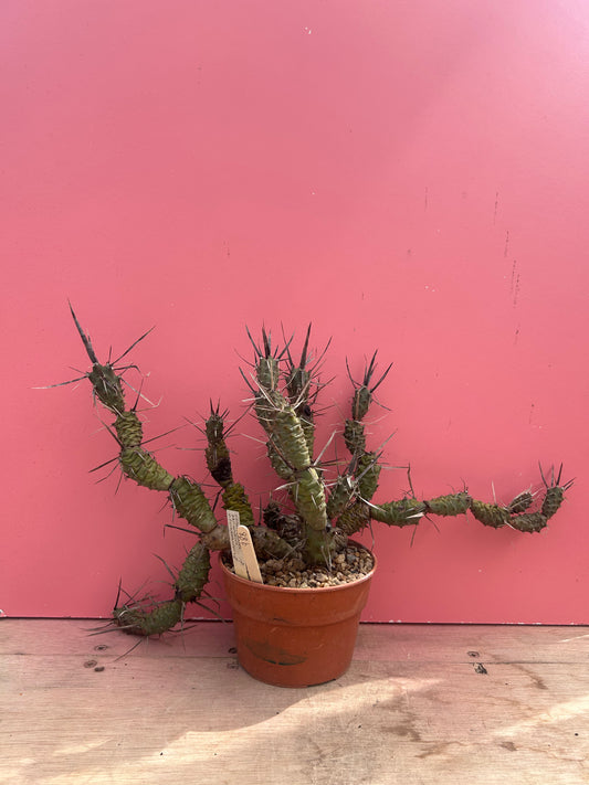 Tephrocactus articulatus (988)
