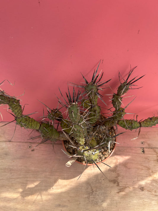 Tephrocactus articulatus (988)