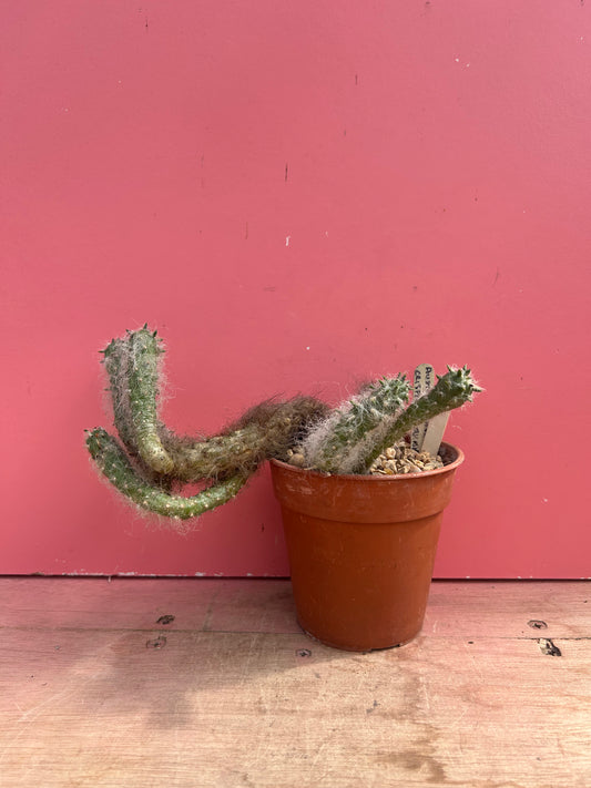 Austrocylindropuntia vestita (989)