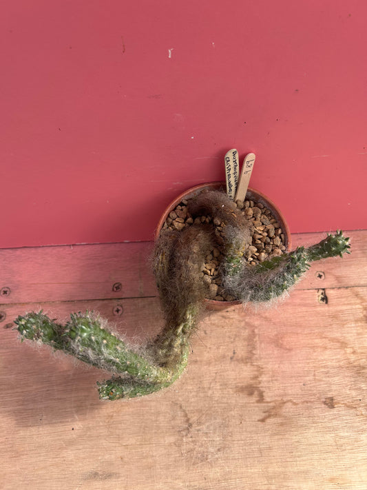 Austrocylindropuntia vestita (989)