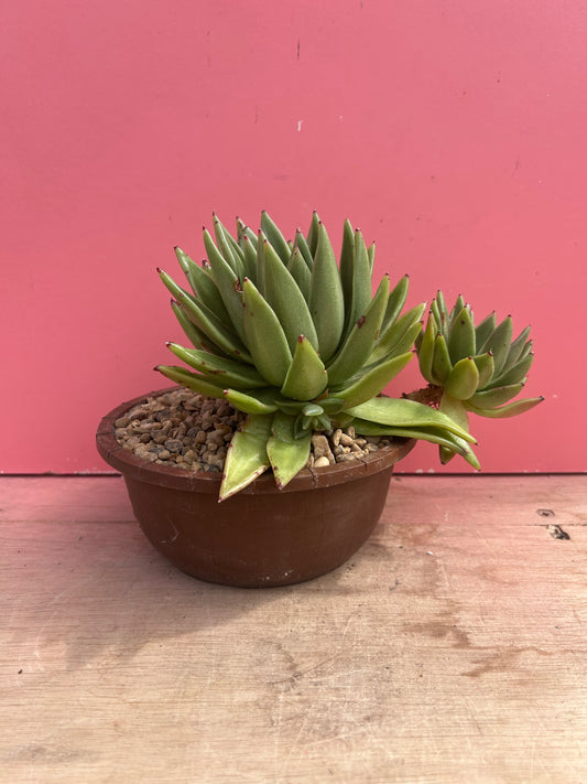 Echeveria gigantea (991)