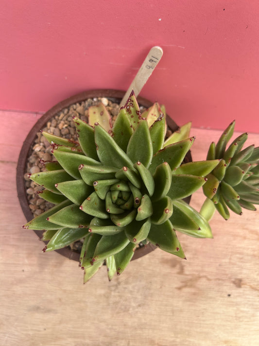 Echeveria gigantea (991)