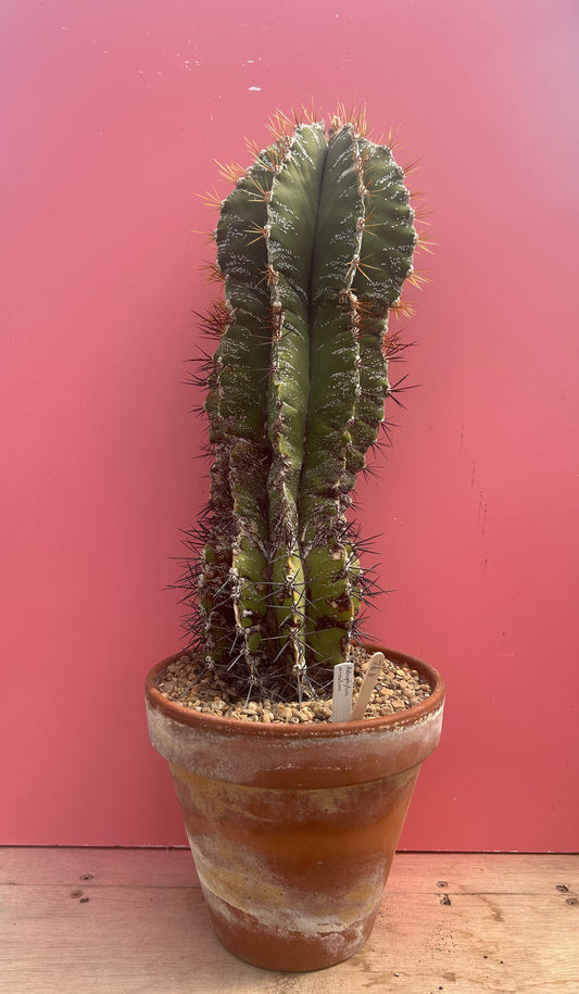 Astrophytum ornatum (992)