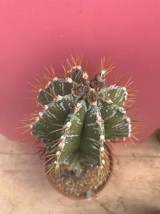 Astrophytum ornatum (992)