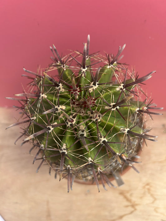Ferocactus emoryi (993)