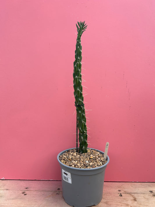 Austrocylindropuntia subulata (994)